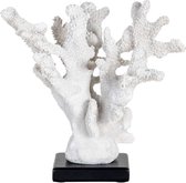 Decoratieve koraal wit zwarte blokvoet (r-000SP31751)