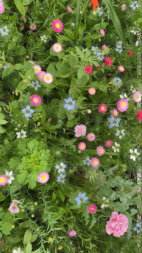 Veldbloemen zaad - Droogbloemen 25 gram - 12,5 m2 - éénjarig bloemen mengsel - droogbloemen boeket