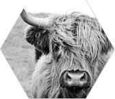 Muurhexagon cow Forex / 24 x 20 cm