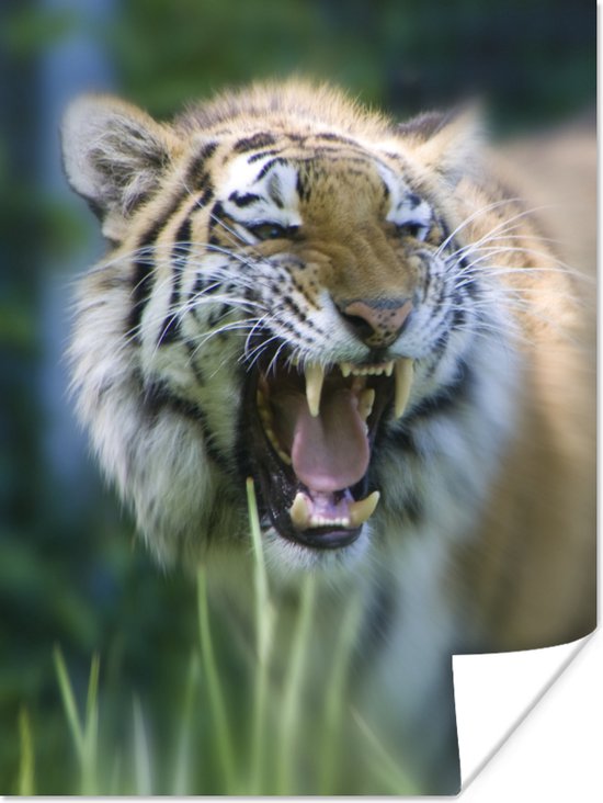 Poster xxl Tigre sauvage