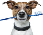 Diamex Anti Tandsteen Mondspray Voor Honden
