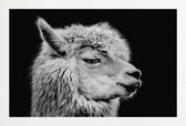 JUNIQE - Poster met houten lijst Llama II -13x18 /Wit & Zwart