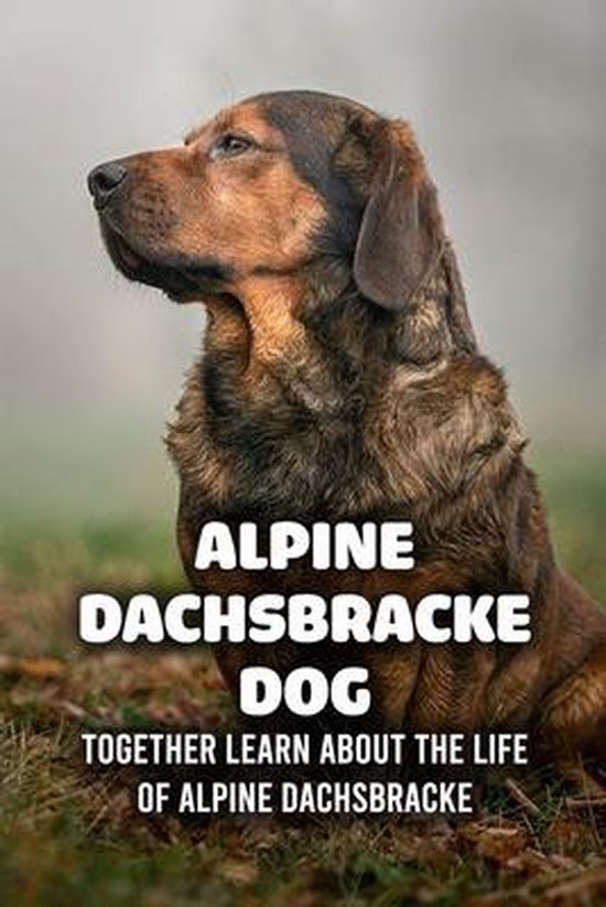 Alpine Dachsbracke Dog