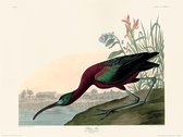 Poster - John James Audubon Glossy Ibis - 40 X 30 Cm - Multicolor