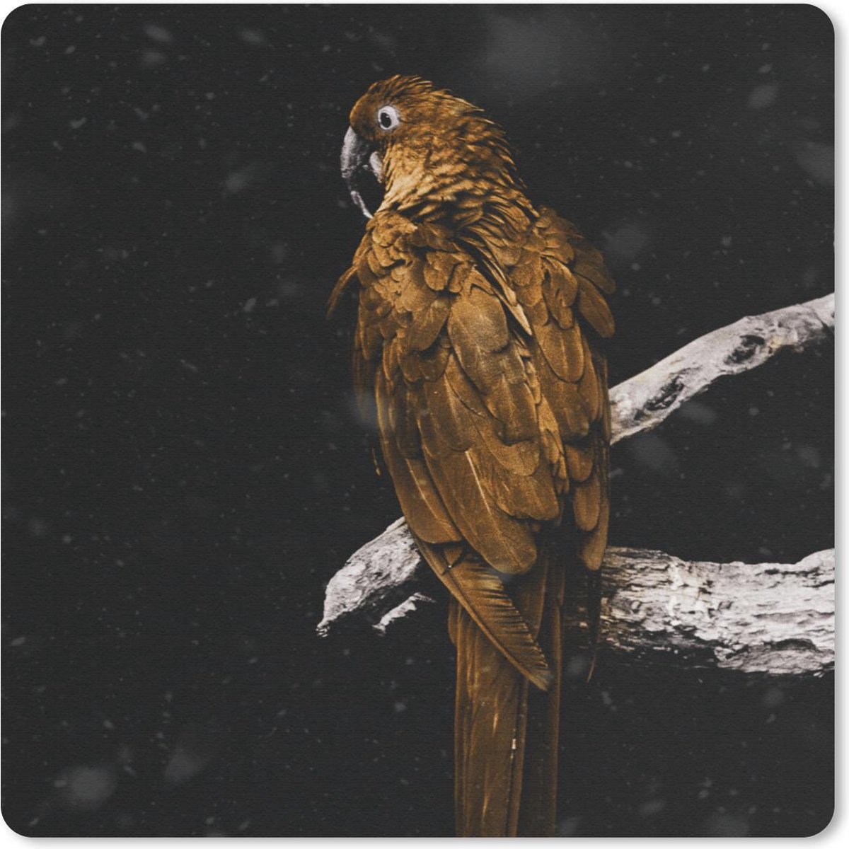 Muismat 20x20 cm - Mousepad Papegaai - Goud - Tak - Muismatten