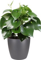 Hellogreen Kamerplant - Raindrop - Peperomia polybotrya - 65 cm - ELHO sierpot antraciet