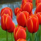 Tulipa World's Favorite 11/12 - 20 stuks