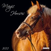 Magic Horses 2022 What a Wonderful World