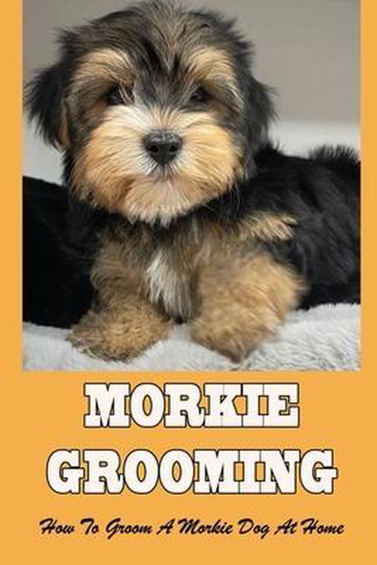 Morkie Grooming How To Groom A Morkie Dog At Home, Jodie Wagnon