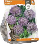 Plantenwinkel Allium Christophii bloembollen per 2 stuks