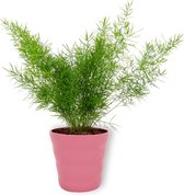 Kamerplant Asparagus Sprengeri – Sierasperge - ± 25cm hoog – 12 cm diameter