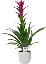 Bloem van Botanicly – Guzmania in witte ELHO plastic pot als set – Hoogte: 60 cm – Guzmania Alerta