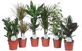 Kamerplanten van Botanicly – 6 × Drakenboom – Hoogte: 60 cm – Dracaena Mix