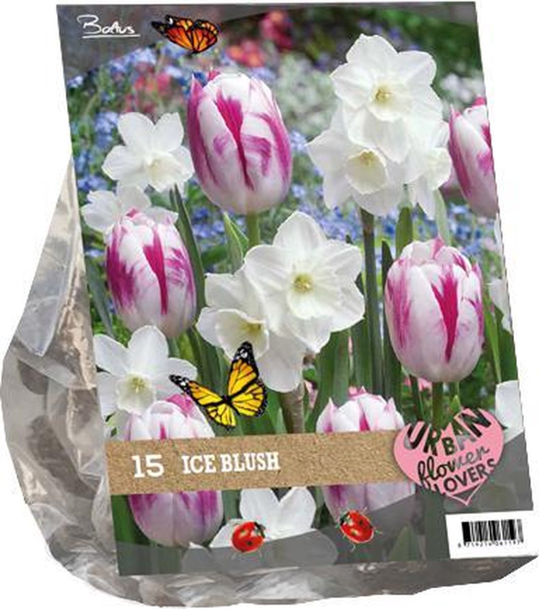 Bloembollen - Urban Flowers - Ice blush - 1 x 15 bloembollen