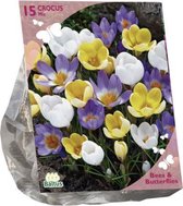 Bees & Butterflies - Crocus Grootbloemig, Mix per 15 (Bio)| Bloembollen | Flower bulbs | Najaarsbloeier |Bulb les fleurs