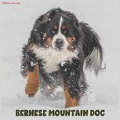 Bernese Mountain Dog 2022 Calendar