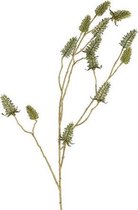 Decoratieve Siertak Carduus | Groen | 18 x 97 cm