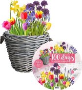 Plantenwinkel Giftbox Bulb Basket Mixed XXL bloembollen per 25 stuks