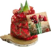 Plantenwinkel Amaryllis op houten plank rood bloembollen per 1 stuks