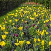 Plantenwinkel Mengsel Mix Zonnedaal Cologne bloembollen mengsel voor 1 m2 bloembollen per 140 stuks