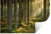 Stickers Stickers muraux - Forêt - Arbre - Soleil - 90x60 cm - Feuille adhésive