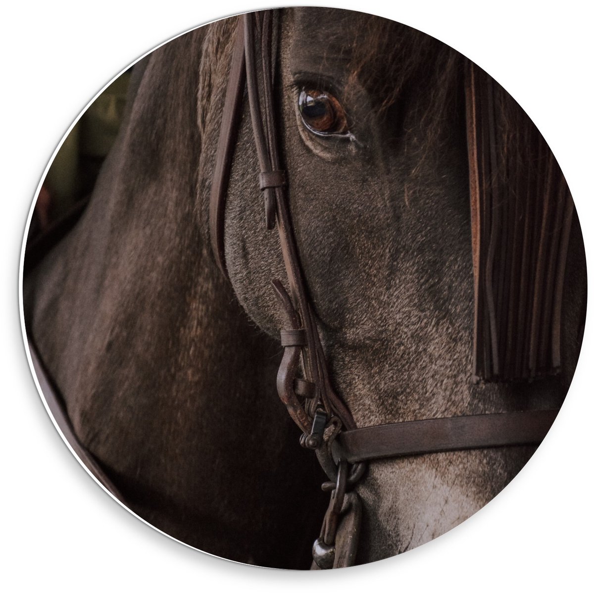 KuijsFotoprint Forex Wandcirkel - Bruin Paardenhoofd - 30x30cm Foto op Wandcirkel (met ophangsysteem)