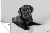 Tuinposter - Tuindoek - Tuinposters buiten - Labrador puppy op deken - zwart wit - 120x80 cm - Tuin