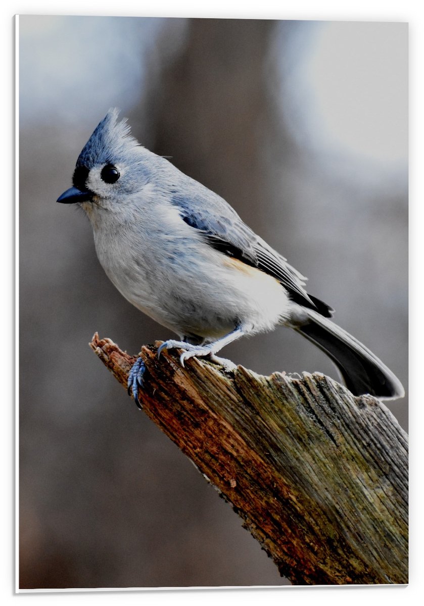 Forex - Vogeltje op Tak van Boom - 40x60cm Foto op Forex