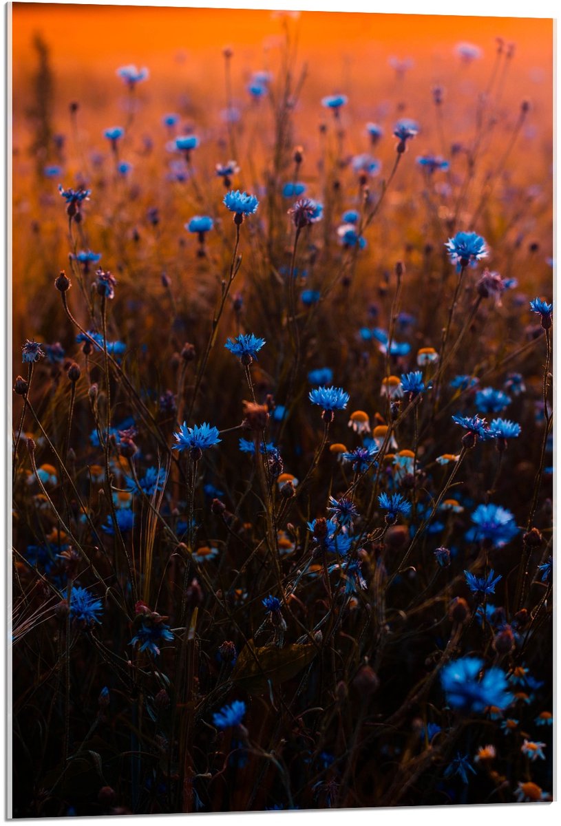 Acrylglas - Blauwe Bloemetjesstruik - 60x90cm Foto op Acrylglas (Wanddecoratie op Acrylglas)