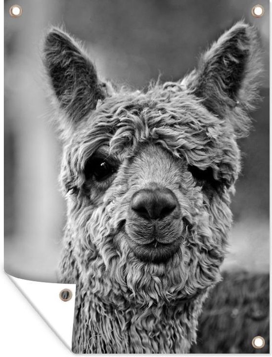 Tuinschilderij Alpaca met snoet - zwart wit - 60x80 cm - Tuinposter - Tuindoek - Buitenposter