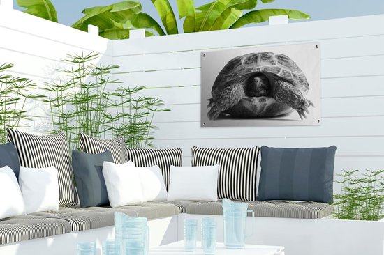 Décoration de jardin Tortue tête en bouclier devant fond blanc - noir et blanc - 60x40 cm - Poster jardin