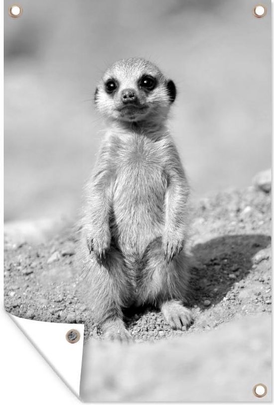 Posters de jardin ext rieur Un b b suricate noir et blanc