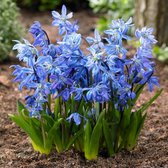 Scilla Siberica 7/8 - 40 stuks - Oosterse sterhyacint