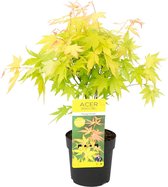 Acer palmatum 'Orange Dream' - Japanse Esdoorn - Heester - Winterhard - ⌀13 cm - 30-35 cm