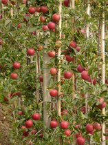 Appelboom - Zuilappel ‘Red Sensation’ – 80cm hoog in 5 liter pot
