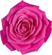 Bloem van Botanicly – Rosa Palace – Hoogte: 45 cm