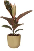 Kamerplant van Botanicly – Rubberboom in beige ELHO plastic pot als set – Hoogte: 35 cm – Ficus Elastica Beliza