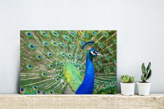 Décoration murale Métal - Aluminium - Profil - Portrait - Paon - 30x20 cm