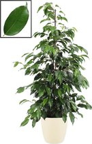Kamerplant van Botanicly – Treurvijg incl. crème kleurig sierpot als set – Hoogte: 105 cm – Ficus benjamina Danielle