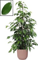 Kamerplant van Botanicly – Treurvijg in roze ELHO plastic pot als set – Hoogte: 105 cm – Ficus benjamina Danielle