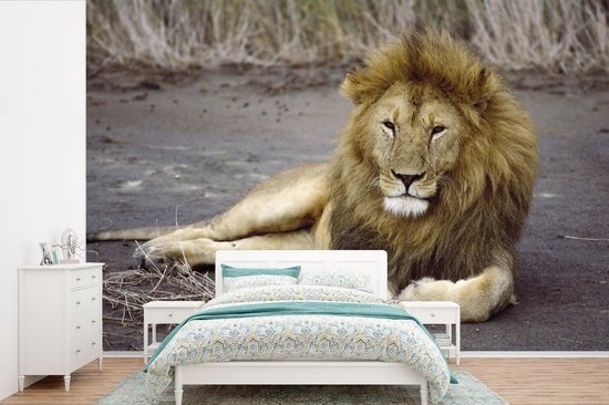 Papier peint - Papier peint photo Lion - Afrique - Animal - Largeur 360 cm x hauteur 240 cm