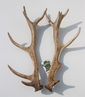 Donja HD 100 % echt gewei hert woondecoratie, 2 stuks in verpakking -43 cm