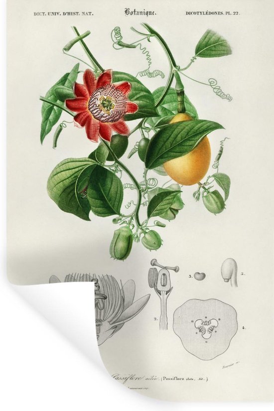Stickers muraux - Plante - Vintage - Passiflore - 20x30 cm - Film Adhésif