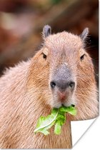 Poster Een Capibara die groene salade eet - 20x30 cm