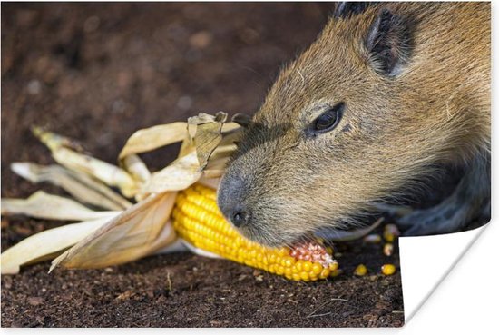 Poster Un gros plan d'un Capybara en train de manger - 120x80 cm