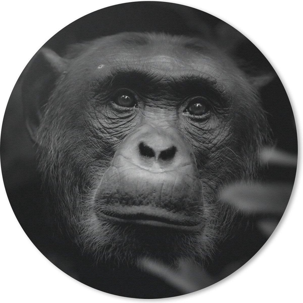 Muismat rond 40x40 cm - Mousepad Dieren - Aap - Jungle - Zwart - Wit - Ronde muismatten