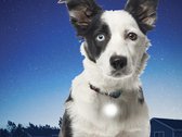 Mini Lichtgevend Honden Halsband Lampje Riemlicht Wit Led Halsbandlamp Lamp Licht Hond Verlicht Riem
