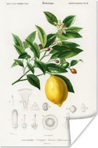 Poster Citroen - Tak - Bladeren - 40x60 cm