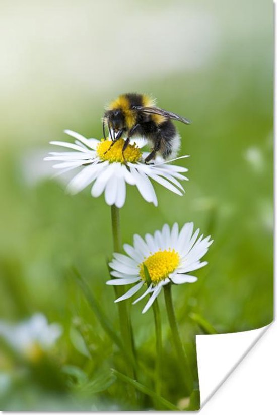 Affiche Bourdon - Marguerites - Fleurs - 120x180 cm XXL