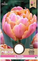 Tulp Pink Star 8 Stuks Bolmaat 11/12